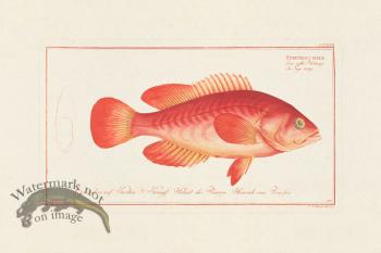 BLOCH FISH 331